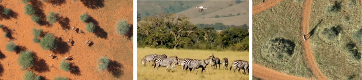 Premiers essais de suivi animal par Drone en Afrique
